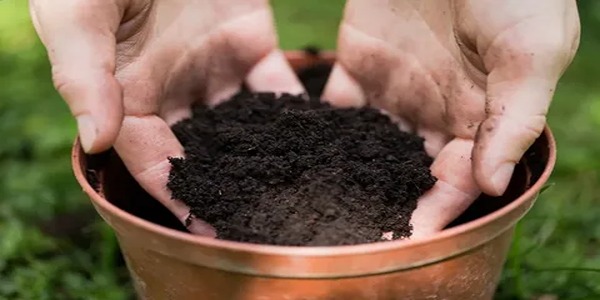 تصویر 5 از خرید خاک پرومکس ملکه ۱۵ لیتری + قیمت فروش استثنایی